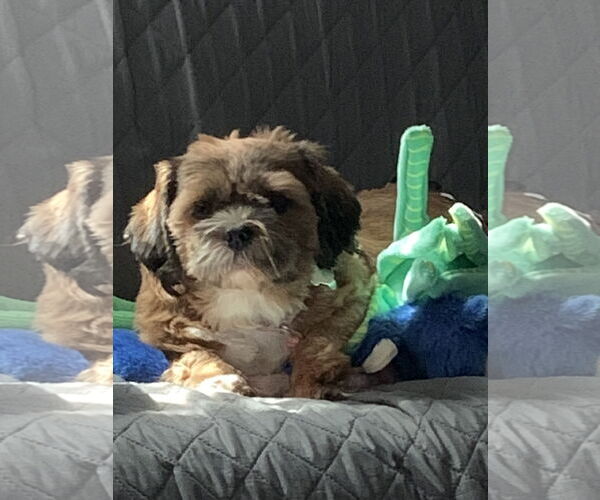Medium Photo #2 Shih Tzu Puppy For Sale in Sioux Falls, SD, USA
