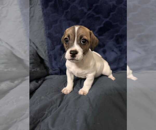 Medium Photo #2 Jack Russell Terrier-Unknown Mix Puppy For Sale in Ball Ground, GA, USA