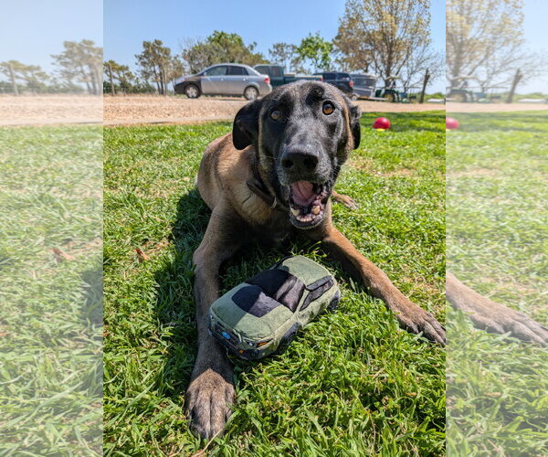 Medium Photo #3 Mutt Puppy For Sale in Denton, TX, USA