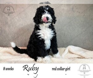 Bernedoodle Puppy for Sale in YUKON, Oklahoma USA