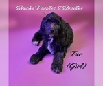 Small Photo #1 English Cream Golden Retriever-Poodle (Standard) Mix Puppy For Sale in SAINT CLOUD, MN, USA