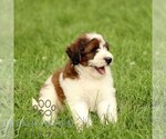 Small #5 Bernedoodle (Miniature)