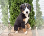 Small #2 Bernese Mountain Dog