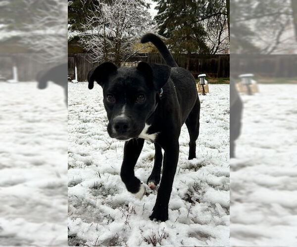 Medium Photo #15 Labrador Retriever Puppy For Sale in Sandy, UT, USA