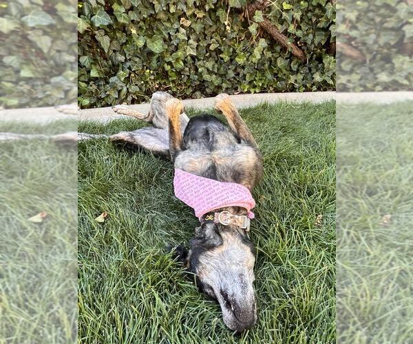 Medium Photo #21 German Shepherd Dog-Unknown Mix Puppy For Sale in Sandy, UT, USA