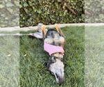 Small #20 German Shepherd Dog Mix