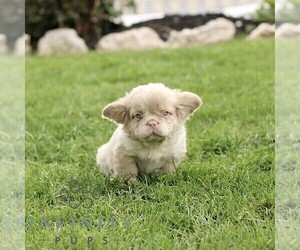 French Bulldog Puppy for sale in RONKS, PA, USA