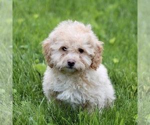 Bichon Frise-Bichpoo Mix Puppy for Sale in KINZERS, Pennsylvania USA