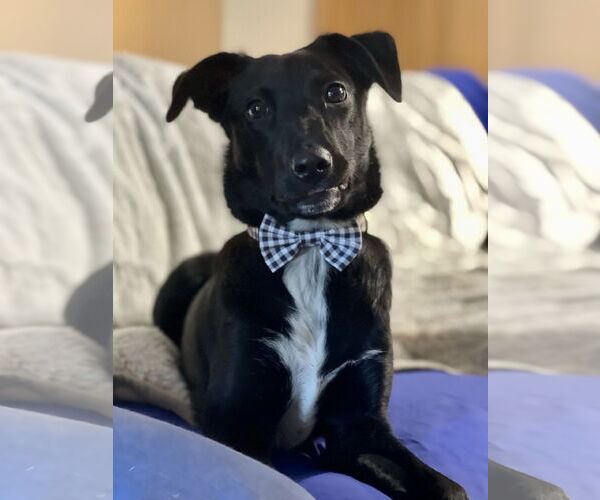 Medium Photo #6 Border Collie-Unknown Mix Puppy For Sale in Hillsboro, MO, USA