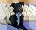 Small #5 Border Collie Mix