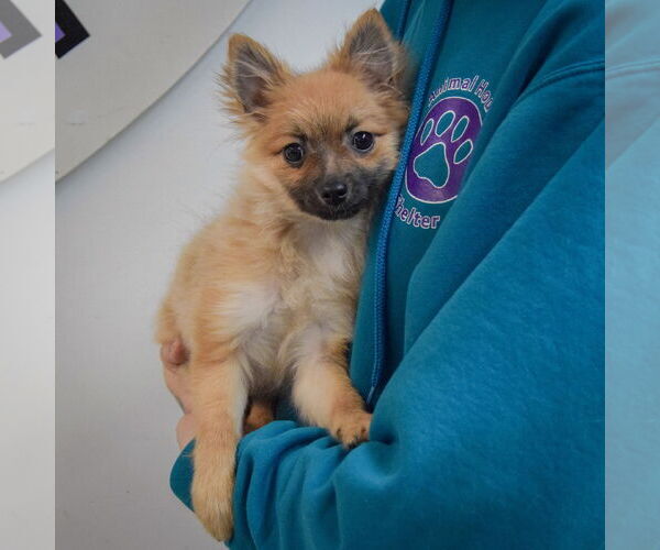 Medium Photo #4 Pomeranian-Unknown Mix Puppy For Sale in Huntley, IL, USA
