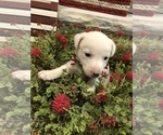 Small Photo #29 Jack Russell Terrier Puppy For Sale in MABLETON, GA, USA