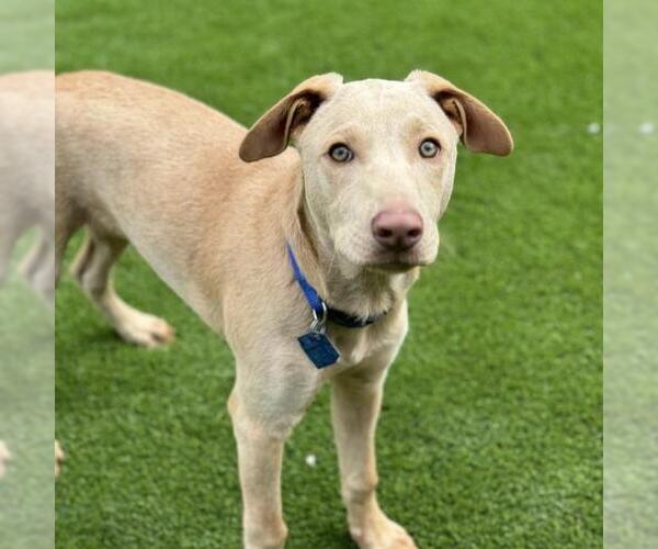 Medium Photo #2 Labrador Retriever-Unknown Mix Puppy For Sale in San Diego, CA, USA