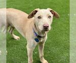 Small #1 Labrador Retriever Mix