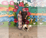 Small Photo #1 American Bulldog Puppy For Sale in SHELBY, OH, USA