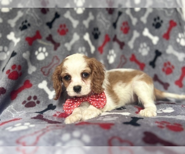 Medium Photo #6 Cavalier King Charles Spaniel Puppy For Sale in LAKELAND, FL, USA