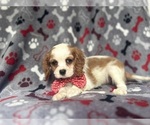 Small #5 Cavalier King Charles Spaniel