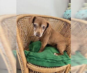 Chiweenie Dogs for adoption in Bellevue, WA, USA