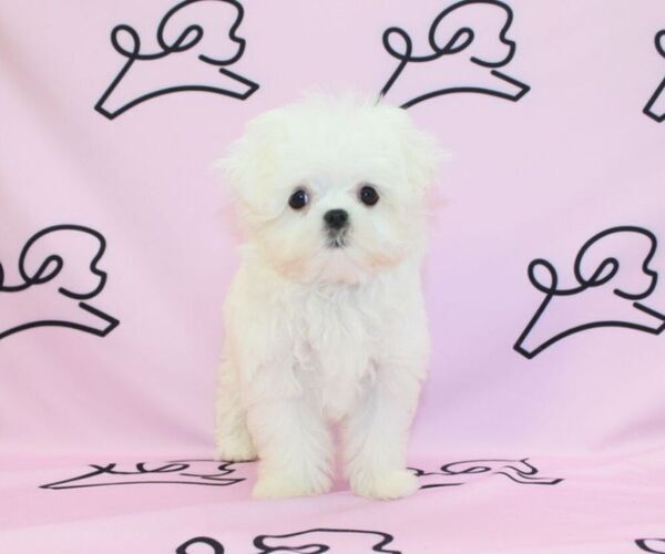Medium Photo #2 Maltese Puppy For Sale in LAS VEGAS, NV, USA
