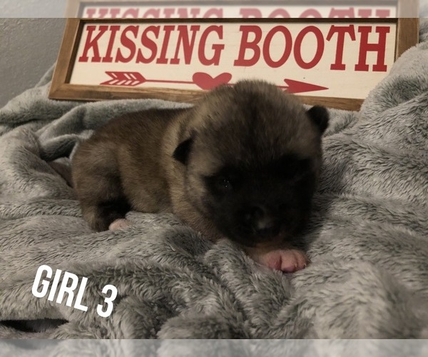 Medium Photo #4 Akita Puppy For Sale in PAMPA, TX, USA