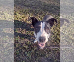 Percy - Male Border Collie-Unknown Mix Dog for Adoption - Photo #2