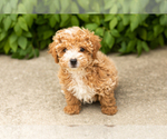 Small Poodle (Miniature)