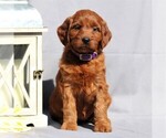 Small Photo #5 Irish Setter-Poodle (Miniature) Mix Puppy For Sale in NEWMANSTOWN, PA, USA
