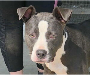 American Pit Bull Terrier-Unknown Mix Dogs for adoption in Anniston, AL, USA
