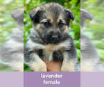 Puppy Lavender German Shepherd Dog-Siberian Husky Mix