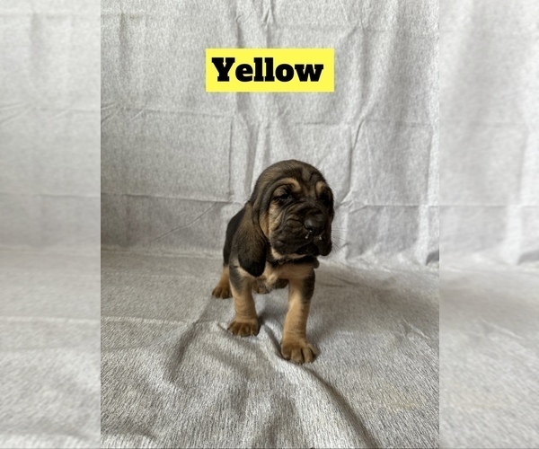 Medium Photo #1 Bloodhound Puppy For Sale in SWEET HOME, OR, USA