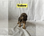 Small Photo #1 Bloodhound Puppy For Sale in SWEET HOME, OR, USA