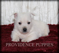 Small Photo #18 West Highland White Terrier Puppy For Sale in COPPOCK, IA, USA