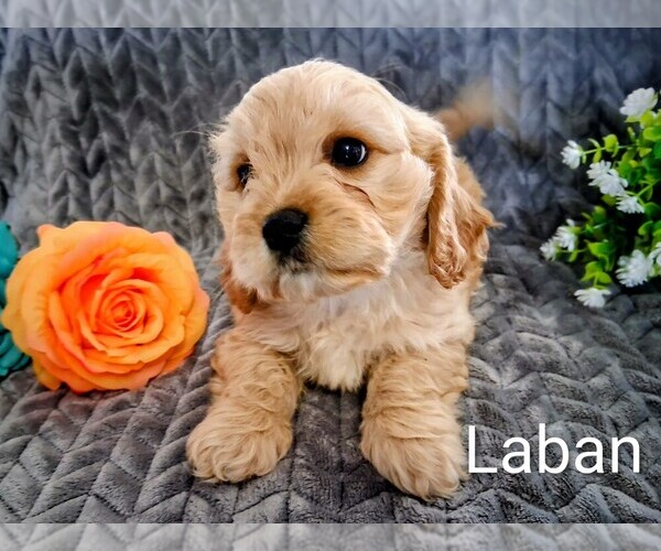 Medium Photo #9 Cavachon Puppy For Sale in STANLEY, WI, USA