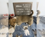 Small Photo #2 Welsh Cardigan Corgi Puppy For Sale in SUN PRAIRIE, WI, USA
