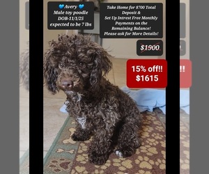 Poodle (Toy) Puppy for sale in TUCSON, AZ, USA