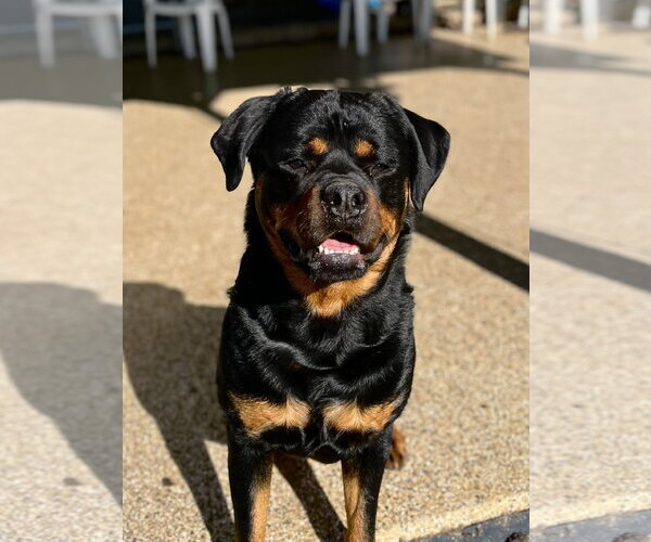 Medium Photo #9 Rottweiler Puppy For Sale in Mooresville, NC, USA