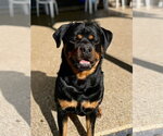Small #8 Rottweiler