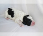 Puppy 7 Miniature Bernedoodle