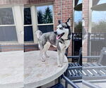 Small #2 Siberian Husky Mix