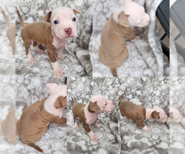 Medium Photo #3 American Bully Puppy For Sale in GETTYSBURG, PA, USA