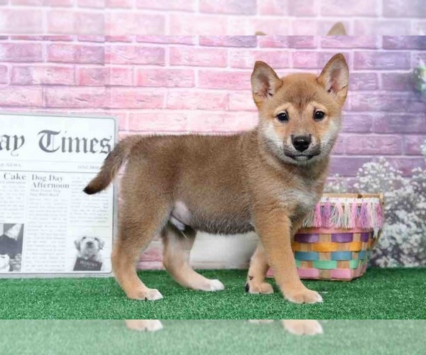 Medium Photo #1 Shiba Inu Puppy For Sale in BEL AIR, MD, USA