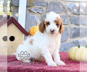 Goldendoodle (Miniature) Puppy for sale in EPHRATA, PA, USA