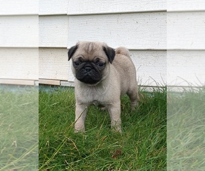 Medium Pug