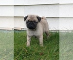 Puppy Coke Pug