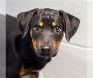 Black Mouth Cur-Unknown Mix Dogs for adoption in Dedham, MA, USA