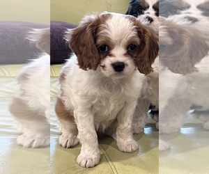 Cavapoo Puppy for sale in BOLIVAR, MO, USA