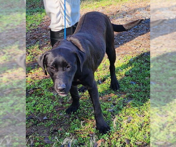 Medium Photo #6 Labrador Retriever-Unknown Mix Puppy For Sale in Wetumpka, AL, USA