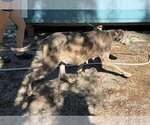 Small Photo #1 Great Dane Puppy For Sale in HALLETTSVILLE, TX, USA