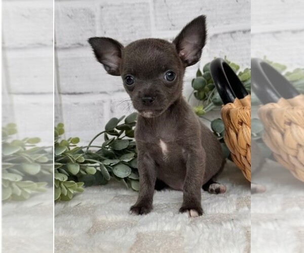 Medium Photo #24 Chihuahua Puppy For Sale in DELRAY BEACH, FL, USA