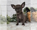 Small #23 Chihuahua